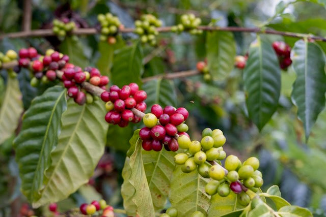 Island Reserve - 10 oz. 100% Kona Red Bourbon