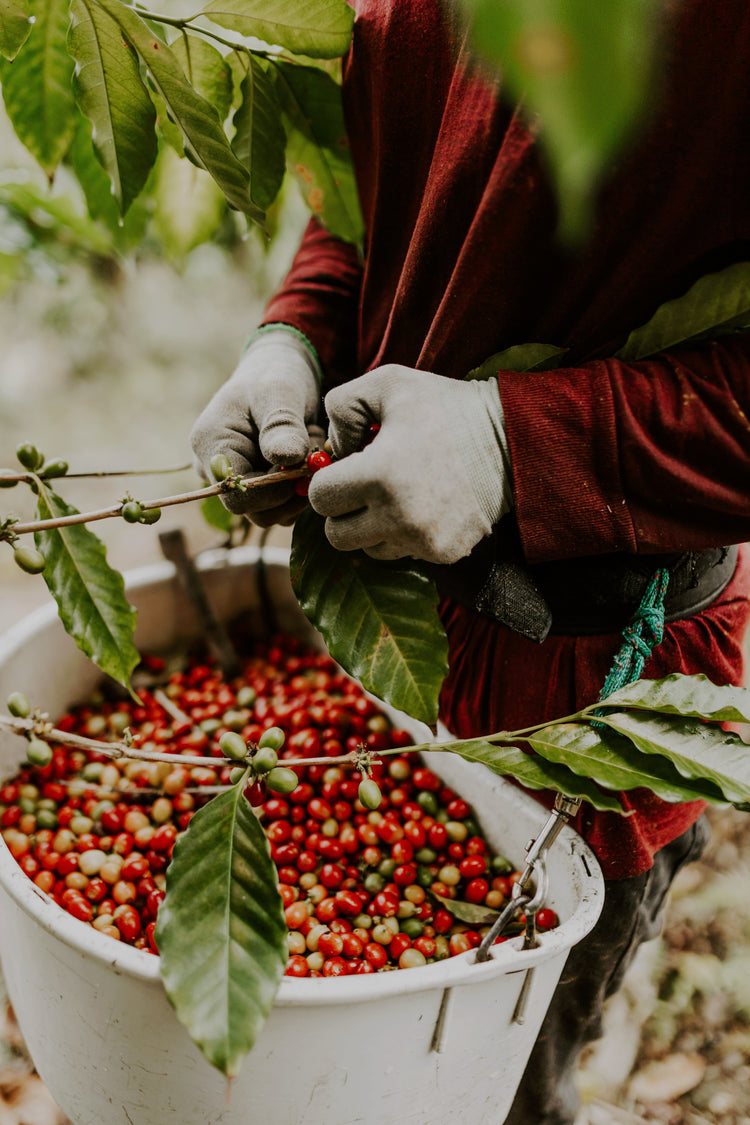 Island Estate - 100% Kona Typica