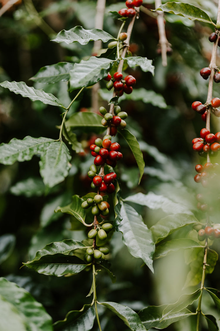 Island Estate - 100% Kona Typica