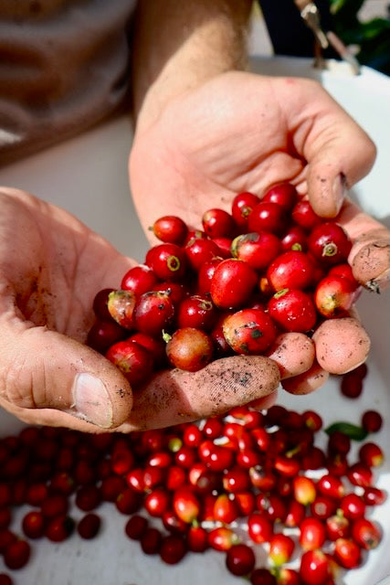 Island Reserve - 10 oz. 100% Kona Red Bourbon