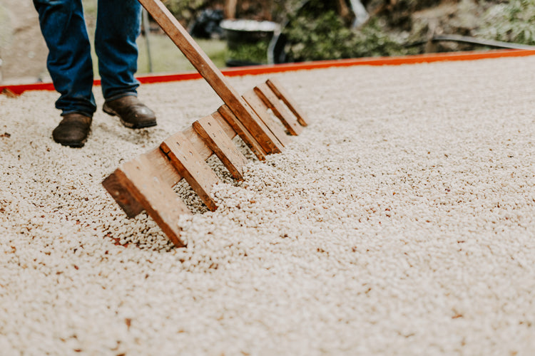 Island Estate - 100% Kona Typica