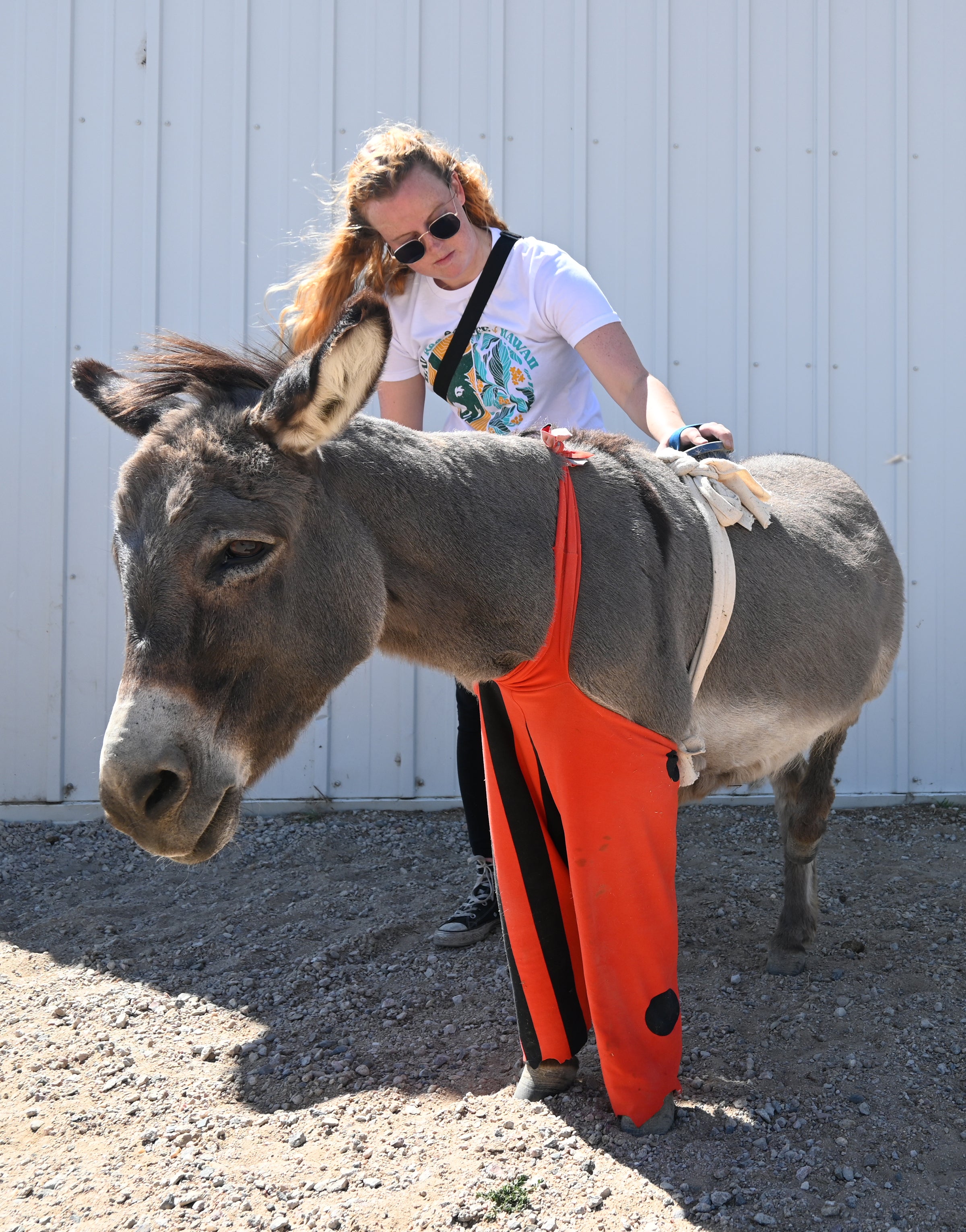 Give A Hoof Program | Donkey Rescue